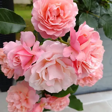 Un Oasis De Quiétude Belle 22m2